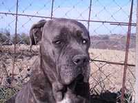 cane corso grigio